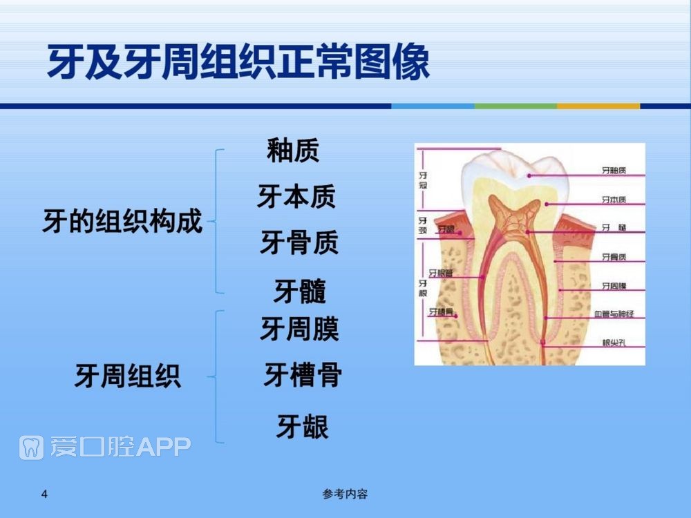 牙体牙周正常解剖及常见病X线表现(内容丰富)_4.jpg